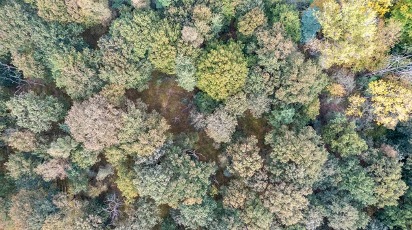 Yeşil zümrüt çam ormanlarının ve ağaç tepelerinin güzel dokusuna sahip sarı yaprakların tam kare görüntüsünün tam üstünde. Güzel sonbahar manzarası. Sonbahar altın renginde dağlar — Stok fotoğraf