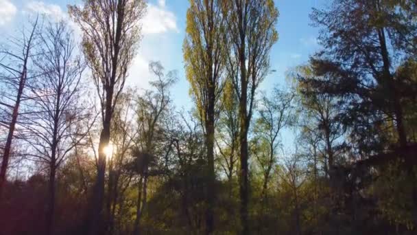 Drone kilátás a napra a fák mögött naplementekor vagy napkeltekor az erdő felett. A nap lemegy a zöld erdő mögött, légi felvétel egy drónnal.. — Stock videók