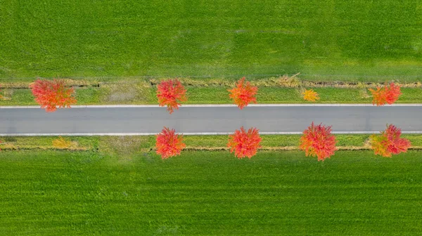 Drone patrząc w dół na linii drzew z czerwonymi liśćmi na drodze biegnącej przez pola uprawne podczas pięknej jesieni lub jesiennego dnia rzucając długi cień z żywymi kolorami jesieni w październiku w słoneczny dzień — Zdjęcie stockowe
