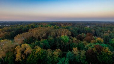 Ağaçların tepesindeki güzel ılıman kozalaklı ormanın üzerinde farklı yeşil çam ormanları renklerini gösteren havadan kuş manzarası. Hava uğultusu, sık bir orman üzerinde alçaktan uçuyor..