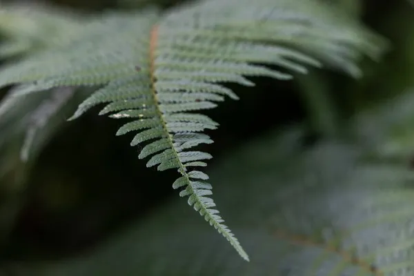 Папоротник, бостонский папоротник Nephrolepis exaltata LOMARIOPSIDACEAE indusium. Деревья зеленых листьев висят в лесу — стоковое фото