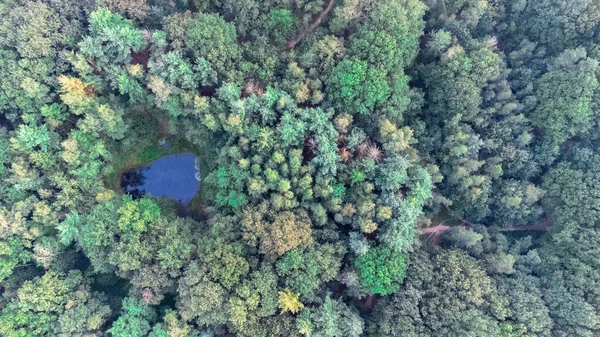 Ağaçların tepesindeki güzel ılıman kozalaklı ormanın üzerinde farklı yeşil çam ormanları renklerini gösteren havadan kuş manzarası. Hava uğultusu, sık bir orman üzerinde alçaktan uçuyor.. — Stok fotoğraf