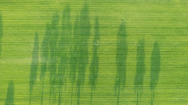 Drone looking down on a line of trees in cropland casting long shadow with vibrant fall colors in October on sunny day — Stock Photo, Image