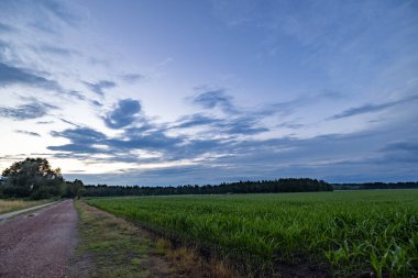 Mısır tarlası, bitki yetiştirme. Mavi gökyüzüne karşı filizlenen yaprakların tepeleri. Mısır tarlasında mısır mahsulü, düşük açı