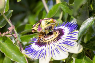 Çarkıfelek Menekşe çiçeği. Passiflora makro arı ile. Bulanık