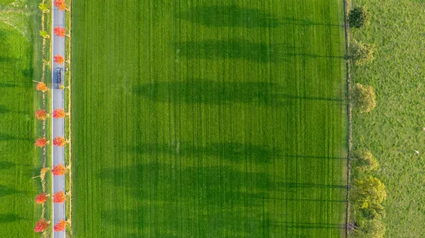 Drohne, die an einem schönen Herbst- oder Herbsttag auf eine Reihe von Bäumen mit roten Blättern auf einer Straße, die durch Ackerland führt, herabblickt und an einem sonnigen Oktobertag einen langen Schatten mit leuchtenden Herbstfarben wirft — Stockfoto