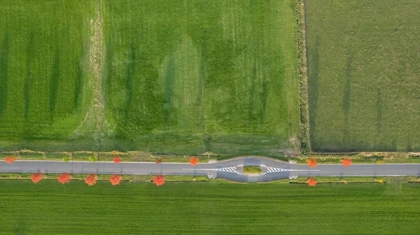 Drone kigger ned på en linje af træer med røde blade på en vej, der løber gennem Cropland i løbet af et smukt efterår eller efterår dag støbning lang skygge med levende efterårsfarver i oktober på solrig dag - Stock-foto