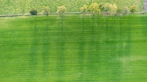 Drohne, die an einem sonnigen Tag im Oktober auf eine Baumreihe im Ackerland herabblickt, wirft einen langen Schatten mit leuchtenden Herbstfarben — Stockfoto