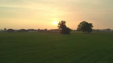 Belçika 'nın kırsal kesimindeki bir orman tarlasında günbatımı, ağaçların arasından uçmak.