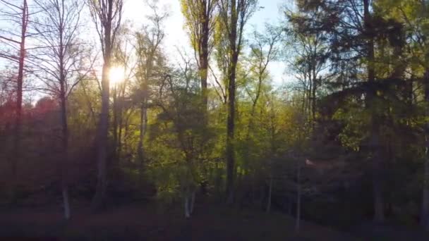드론으로 선셋에 있는 나무 뒤에서 태양을 볼 수있거나 숲 위로 일출을 볼 수있다. 해는 녹색 숲 뒤로 내려가고, 드론으로찍은 공중 촬영. — 비디오