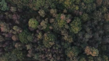 Havadan kuş manzarası ağaçların üzerinden hareket eden güzel, ılıman kozalaklı ormanın üzerinde uçuyor. Yeşil çam ormanlarının farklı renklerini gösteriyor. Hava uğultusu, sık bir orman üzerinde alçaktan uçuyor.