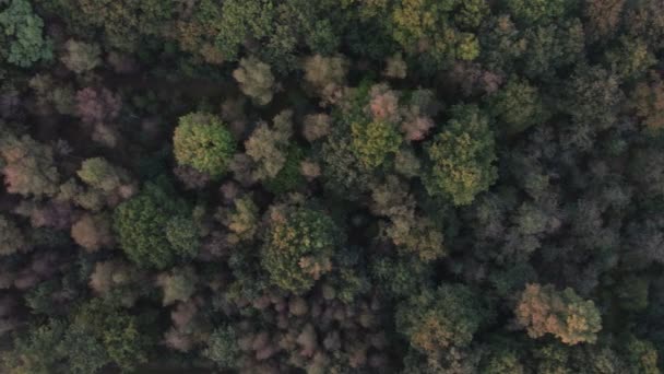 Letecký pohled na ptáky létající nad krásným mírným jehličnatým lesem, který se pohybuje nad vrcholky stromů a ukazuje úžasné různé zelené borovicové lesní barvy. Vzduch bzučí, letí nízko nad hustou lesní krajinou — Stock video
