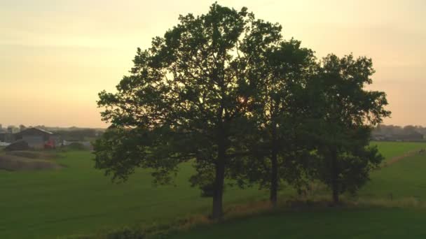 드론으로 선셋에 있는 나무 뒤에서 태양을 볼 수있거나 숲 위로 일출을 볼 수있다. 해는 녹색 숲 뒤로 내려가고, 드론으로찍은 공중 촬영. — 비디오