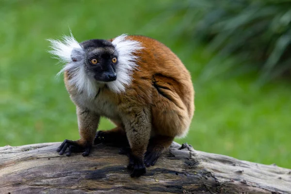 Female Black lemur, Eulemur macaco, sitting on a piece of wood. The moor lemur is a species from the family Lemuridae and occurs in moist forests in the Sambirano region of Madagascar. — Stock Photo, Image