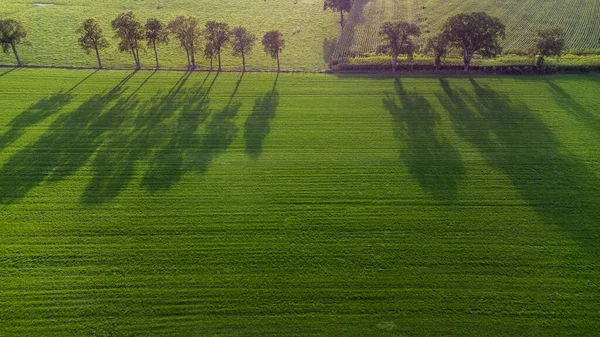 Drone, ekin tarlasında ağaçlara bakıyor. Güneşli bir Ekim gününde, canlı sonbahar renkleriyle uzun gölgeler bırakıyor. — Stok fotoğraf