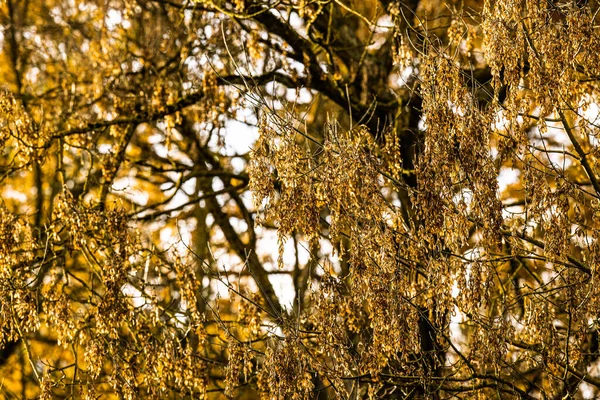 Paisaje otoñal, Hojas otoñales con el fondo del cielo azul, Hojas y ramas brillantes amarillas, rojas y verdes, temas de otoño —  Fotos de Stock