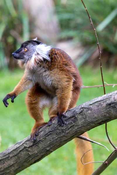 Kvinnelig svart lemur, Eulemur macaco, sitter på et trestykke. Moorlemuren er en art fra familien Lemuridae og forekommer i fuktige skoger i Sambirano-regionen på Madagaskar.. – stockfoto