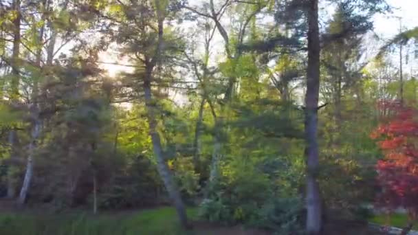 Hermoso meditativo relajante bosque verde profundo sol árboles bajo ángulo dolly naturaleza sol verano rayos brillan. El sol brilla a través de las hojas verdes de un árbol — Vídeos de Stock