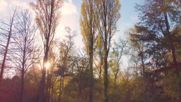 Drohnenblick auf die Sonne hinter Bäumen bei Sonnenuntergang oder Sonnenaufgang über dem Wald. Die Sonne geht unter hinter einem grünen Wald, Luftaufnahme mit einer Drohne. — Stockvideo