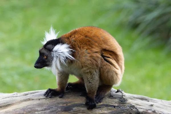 Žena Černý lemur, Eulemur Macaco, sedí na kusu dřeva. Moor lemur je druh z čeledi Lemuridae a vyskytuje se ve vlhkých lesích v oblasti Sambirano na Madagaskaru. — Stock fotografie