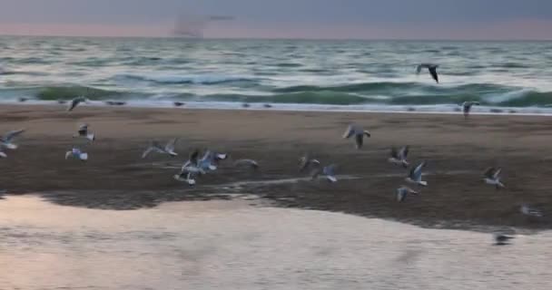 Deniz ve bir grup beyaz kuşla güzel bir gün batımı. Martıyı uçur ve denizde yüzdür. Siluet peyzaj konsepti. Kuş hareketliliği. Doğal vahşi yaşam konsepti. — Stok video