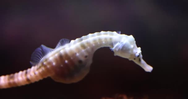 Witte doornige zeepaardje, hippocampus, zwemmen rond puin in het water — Stockvideo