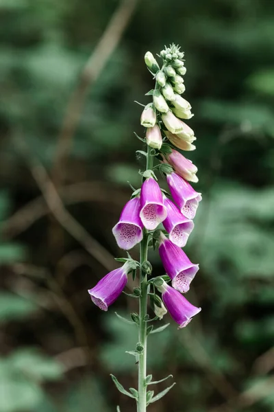 Digitalis purpurea, ou Foxglove commun, Foxglove violet ou Ladys Glove poussant naturellement dans les forêts de Belgique, est une plante à fleurs de la famille des Plantaginaceae originaire de la majeure partie de l'Europe. — Photo