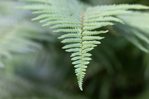 美しいシダの葉緑色の葉自然な花のシダの柔らかい背景 — ストック写真