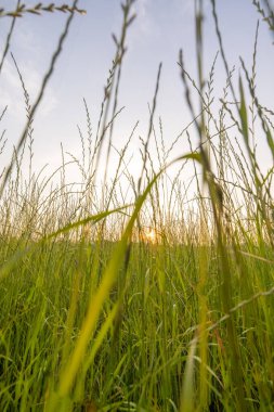 Sonbahar kır çiçekleri günbatımında rüzgarda esiyor. 