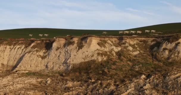 Krowy wypasane wzdłuż krawędzi klifu na czapce blanc nez na Wybrzeżu Kości Słoniowej, Pas-de-Calais, Francja. — Wideo stockowe