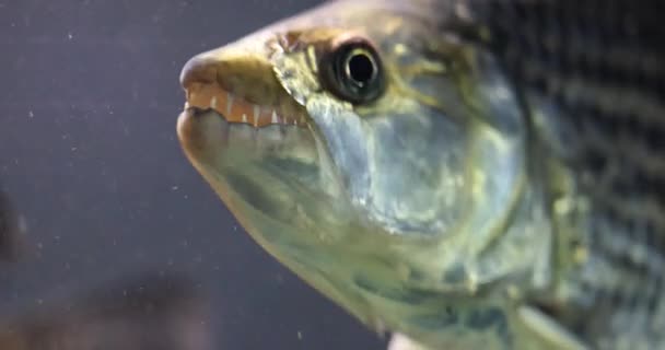 Це підводне відео показує вид крупним планом на рибу з гострими зубами — стокове відео