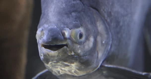 大きな南アメリカの新鮮な水魚タンバキ、または黒パク、コロソマ・マクロプームの頭の上を閉じます水族館の魚は口を開け続け、閉じています — ストック動画