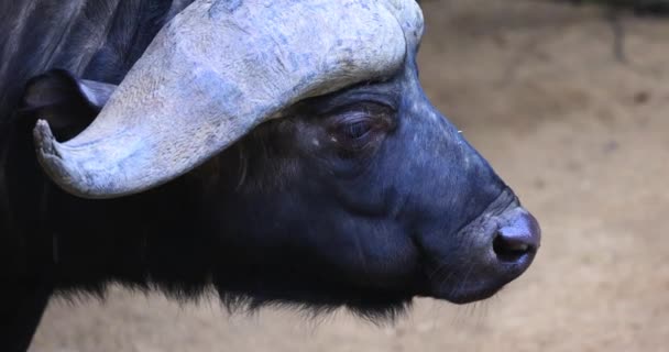 Close up of an African buffalo, Syncerus caffer, or Cape Buffalo, eating in the savannah of south africa — 图库视频影像