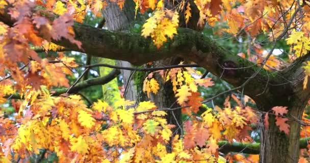 Una ducha de otoño resalta el sol a través del follaje de otoño de un roble — Vídeos de Stock