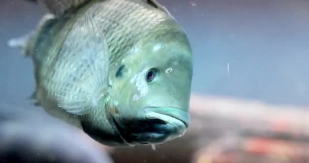 Labeotropheus fuelleborni, also known as the blue mbuna, is an East African species of cichlid from the Malawi lakes — Video Stock