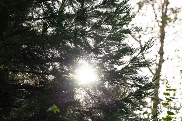 Raios de sol correndo pelos pinheiros e iluminando a folhagem verde jovem nos arbustos na floresta de pinheiros na primavera. — Fotografia de Stock
