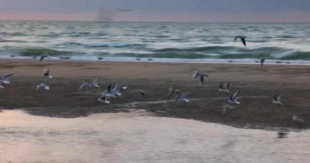 海と白い鳥のグループと美しい夕日。カモメを飛んで海に浮かんでいます。シルエットの風景のコンセプト。鳥の動き。自然の野生生物の概念. — ストック動画