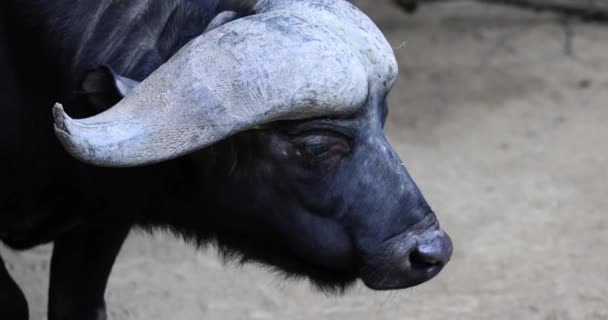 Primer plano de un búfalo africano, Syncerus caffer o Cape Buffalo, comiendo en la sabana de Sudáfrica — Vídeo de stock