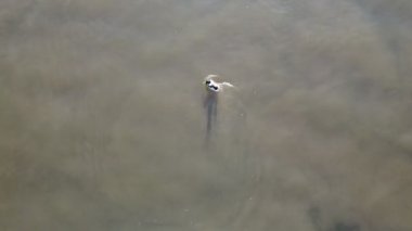 Top view of the duck with the yellow beak swimming on the lake water