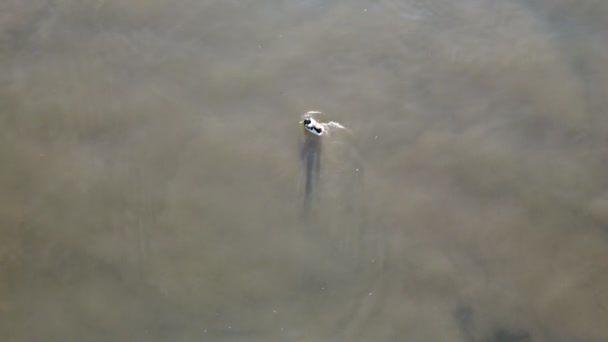 Top view of the duck with the yellow beak swimming on the lake water — Stockvideo