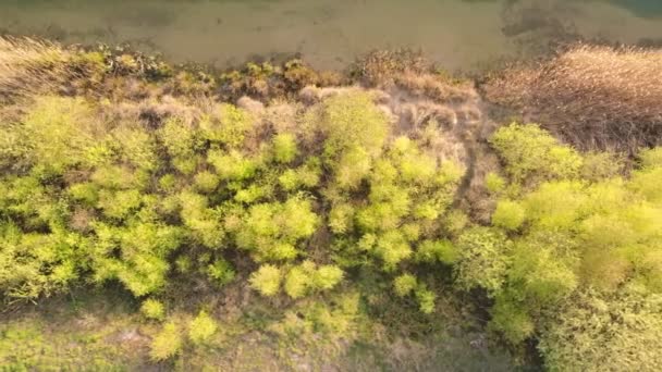 Drone aérea tiro, voando sobre um verão pôr-do-sol floresta lago litoral. Reflexões do pôr do sol e sombras na água, Verão e viagens conceito de férias — Vídeo de Stock