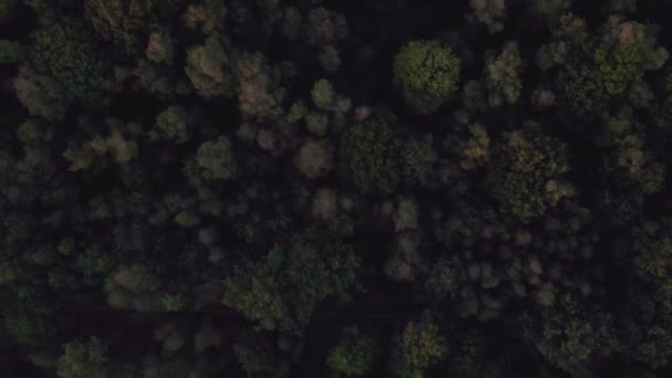 Aerial bird view flying up over dark beautiful temperate coniferous forest moving over top of trees showing the amazing different green pine forest colors. Air hum, flying low over a dense forest — Stok video