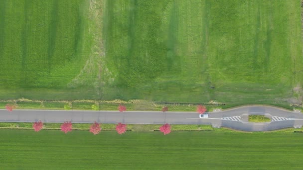 Auto cavalcare sulla strada tra i campi e gli alberi colorati. vista dall'alto. Strada vicino al prato durante l'alba o il tramonto autunnale, proiettando lunghe ombre vista dall'alto. Video dal drone. Movimento della macchina — Video Stock