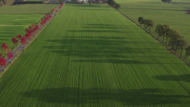 Aerial view, drone shot, Agriculture field aerial landscape. Aerial view of rural life scene. Forest skyline. Sunlight skyline. Farming. Countryside. Agriculture field aerial landscape. Agribusiness — 图库视频影像