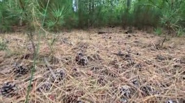 Yeşil Orman. Pine Trees Peri Ormanı. Dokunulmamış ladin. Elf diyarı. Ağaçlar. Ormanın içinde hareketlilik var. Eğrelti otları ve yerde möö 'ler var. Yazın harika yeşil orman 
