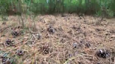 Yeşil Orman. Pine Trees Peri Ormanı. Dokunulmamış ladin. Elf diyarı. Ağaçlar. Ormanın içinde hareketlilik var. Eğrelti otları ve yerde möö 'ler var. Yazın harika yeşil orman 