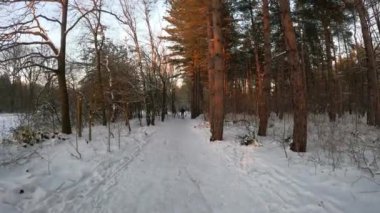 Kış mevsiminde kar tarlası hareketi. Güzel manzara.