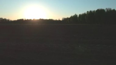 Belçika 'nın kırsal kesimindeki bir orman tarlasında günbatımı, ağaçların arasından uçmak.