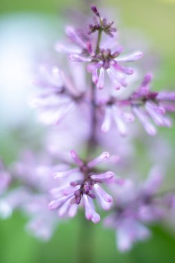 Güzel leylak çiçekleri kapanıyor. Doğa yeşil arkaplan