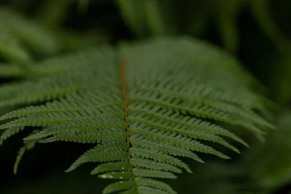 Прекрасные папоротники листья зеленой листвы естественный цветочный папоротник мягкий фон — стоковое фото